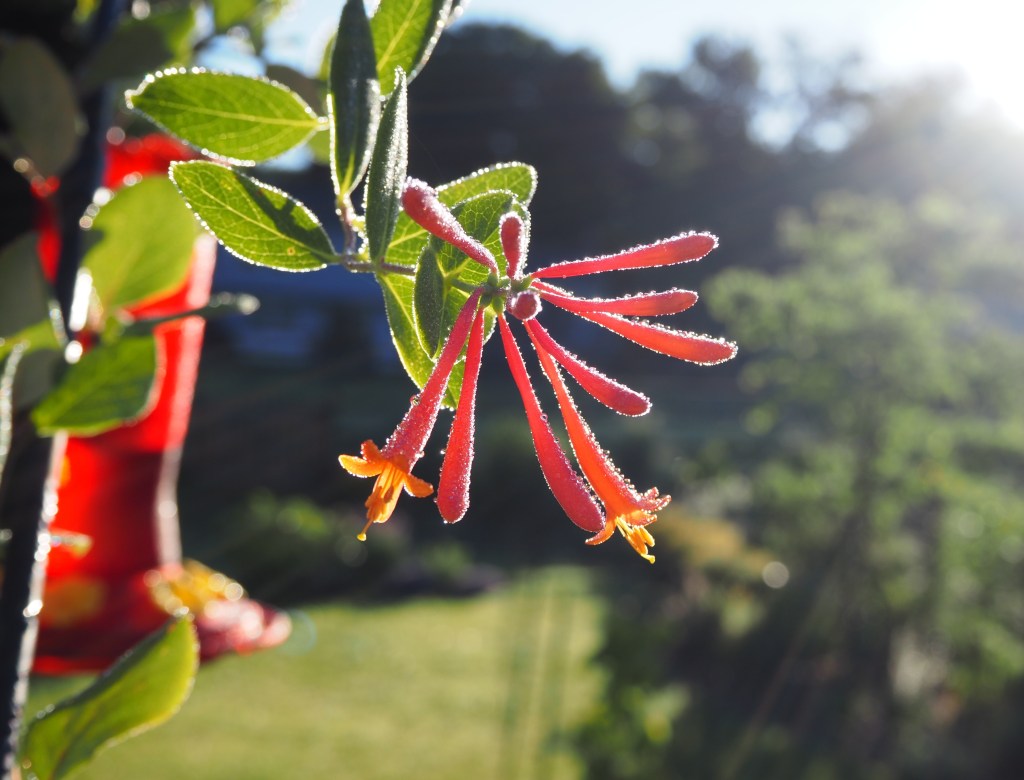 Pretty Sparkly Shiny Coral Honeysuckle