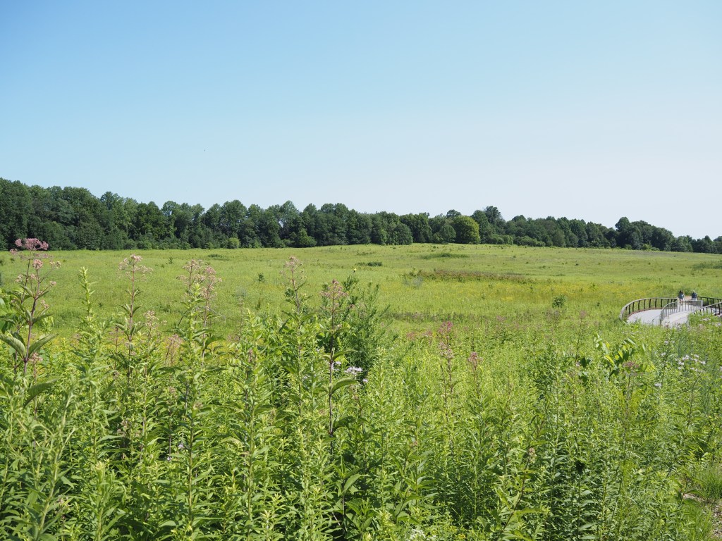 The Meadow in the summer at Longwood Gardens